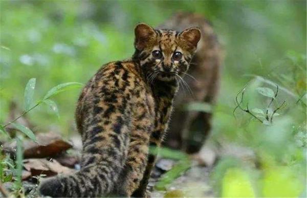 福建天寶巖發現飛虎，長得像樹狗，住20米高的樹洞，可滑翔60米遠