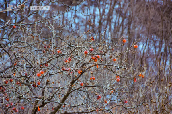 領隊探路實拍！秦嶺山間探秘古剎，登高問鼎雲際寺，冬日好風光