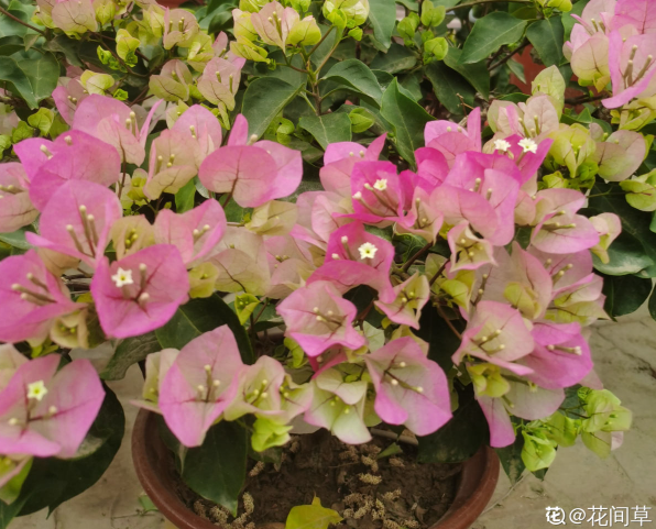 高溫環境下養花,要選對品種,可以試試這6種 高溫環境下養花,要選對品種,可以試試這6種