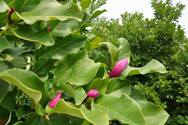 北美玉蘭安妮三季開花，進口玉蘭新品種灌木玉蘭花