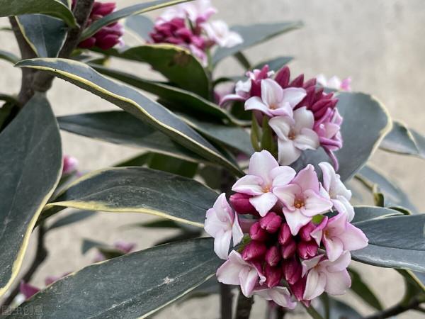 11種花一定不要再修剪,剪了影響開花,別大意 11種花一定不要再修剪,剪了影響開花,別大意