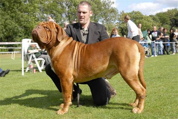 我國被“禁養”的10種猛犬，你以為藏獒的戰鬥力真的很弱嗎？