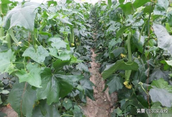 絲瓜怎麼管理才能高產？用這2個小辦法，種的絲瓜又長又直還嫩
