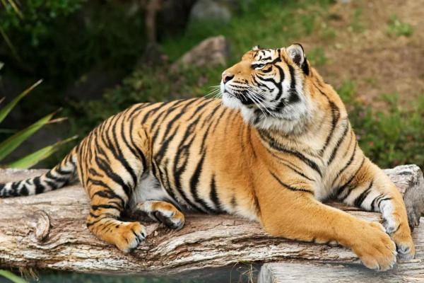 虎的九個亞種你都知道了麼