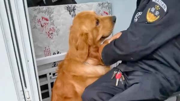 狗狗腿扭傷,保安幫它按摩,金毛順勢躺其懷裡“撒嬌”…… 狗狗腿扭傷,保安幫它按摩,金毛順勢躺其懷裡“撒嬌”……