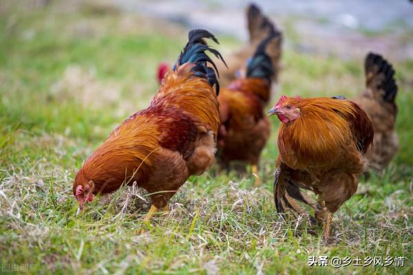 閹雞手藝失傳多年,現用中藥閹雞法,一天用幾顆,既簡單又實用 閹雞手藝失傳多年,現用中藥閹雞法,一天用幾顆,既簡單又實用