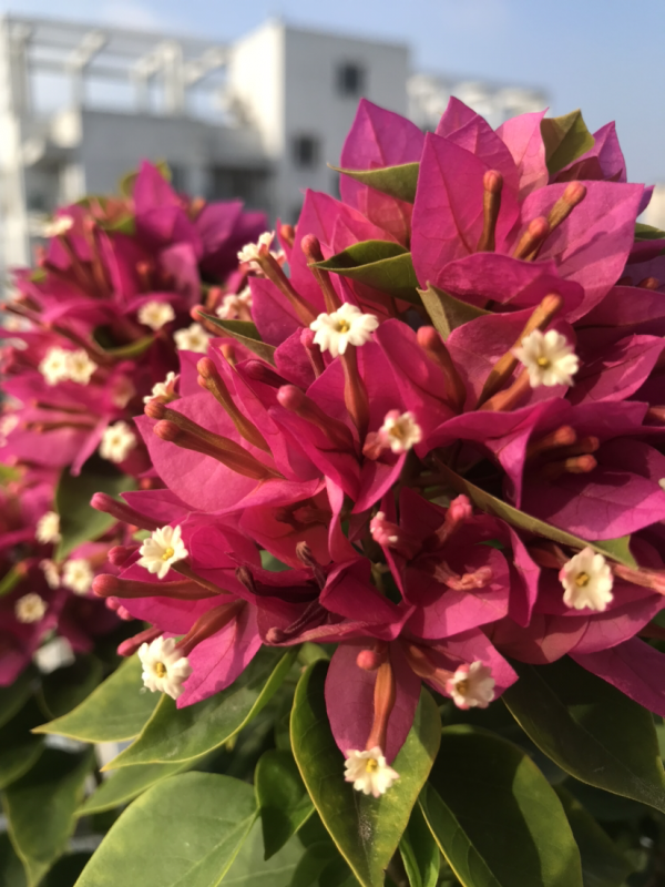 南方養花，並沒有大家說的那麼好，經歷了才知道痛苦