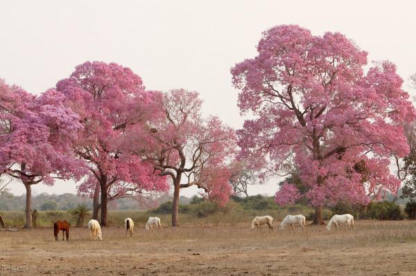 《中國大百科全書（第2版）》讀書筆記01938-巴西