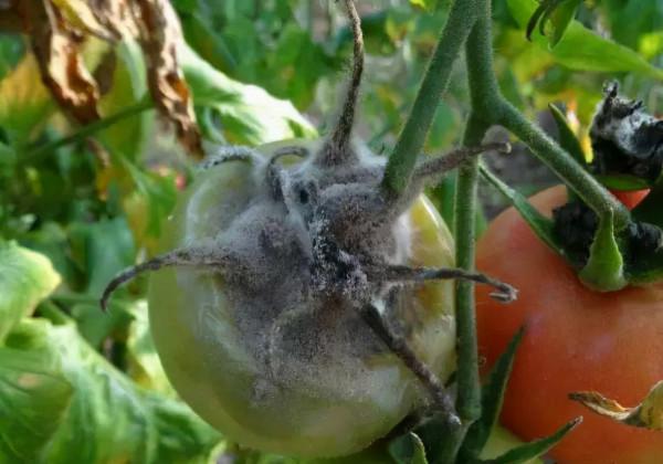 腐黴利和多菌靈這樣混配，專治各種作物的灰黴病