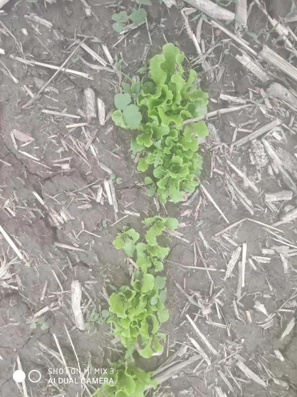 夏天的時候在田地裡收養的小貓咪，如今已然變成了胖橘