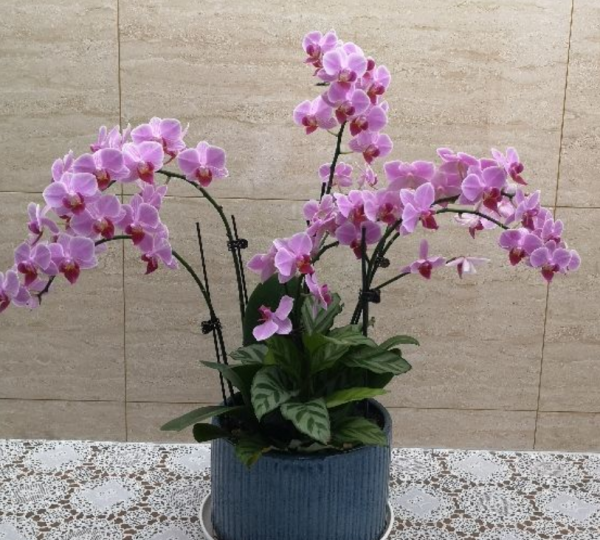 今日12星座好運花，“運勢”和花更配哦，你的幸運花是哪種？