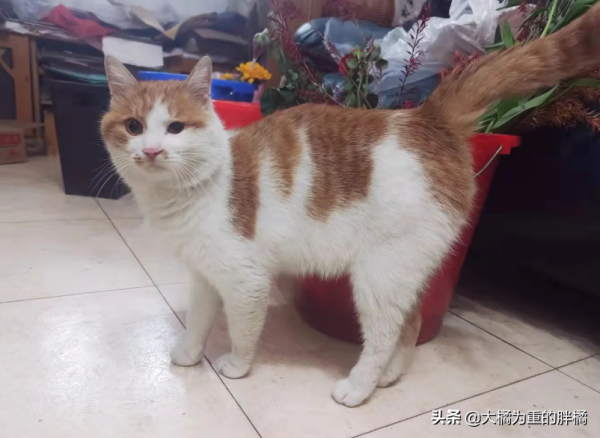 小區唯一一隻流浪貓，業主揚言把它“安樂死”，女孩的回覆真霸氣