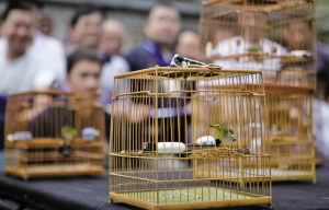 即將消失的中國養鳥文化:古代進貢皇家的繡眼鳥是暗綠還是紅肋? 即將消失的中國養鳥文化:古代進貢皇家的繡眼鳥是暗綠還是紅肋?