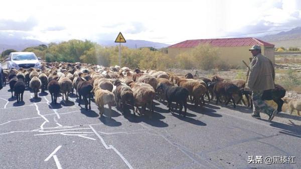 新疆塔什庫爾幹遊記 | 帕米爾高原上的特別風景:塔吉克族牧羊人 新疆塔什庫爾幹遊記 | 帕米爾高原上的特別風景:塔吉克族牧羊人