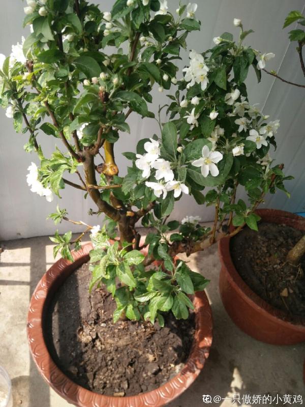 1棵蘋果樹,學會這6步,變成“高階”盆景 1棵蘋果樹,學會這6步,變成“高階”盆景