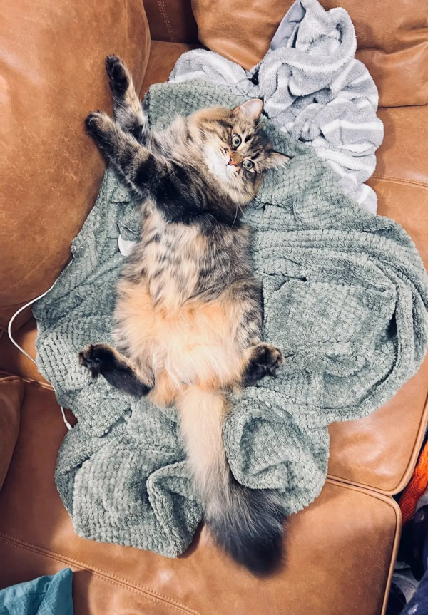 被10萬人圍觀的貓咪表情帝，堪稱貓界的楊迪，連日常都是戲