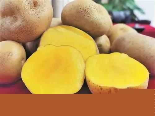 雜交土豆種子問世，每畝僅需2克，能否掀起土豆種植新革命？