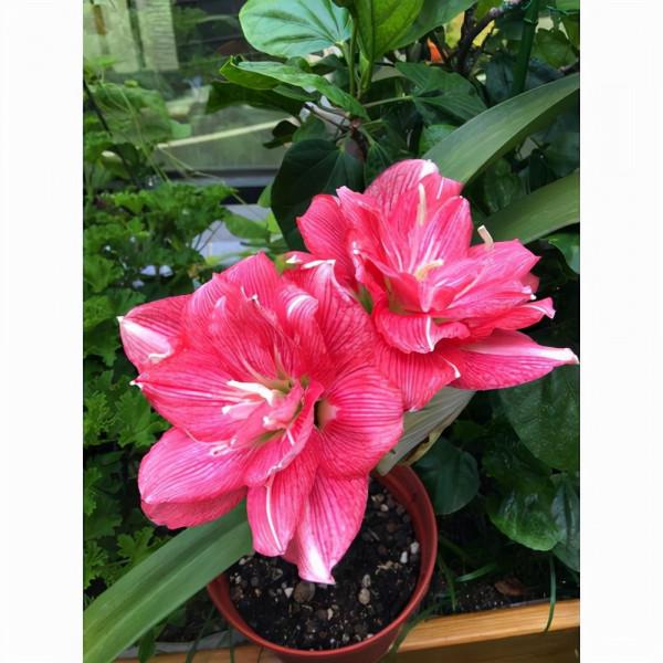 6種&OpenCurlyDoubleQuote;網紅花&rdquo;，喜歡可以買，顏值高，價格實惠，看著就&OpenCurlyDoubleQuote;歡喜&rdquo;