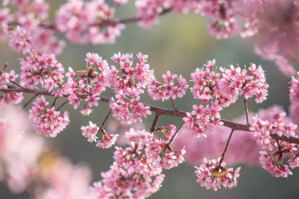 羨慕了！西昌人，你的早櫻美景正在派送中，請接收