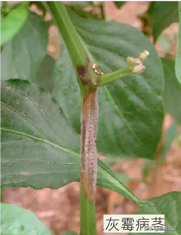 連續降溫，做好灰黴病預防非常重要