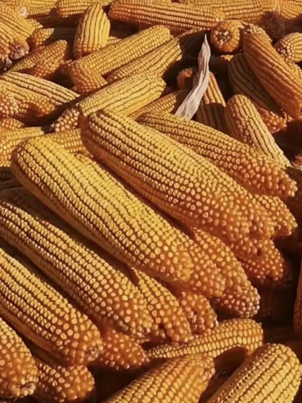 抗鏽病抗倒伏,耐高溫適應廣,國審玉米新秀“祺華703”值得關注 抗鏽病抗倒伏,耐高溫適應廣,國審玉米新秀“祺華703”值得關注