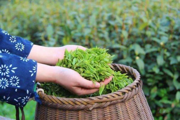 清肝排毒要喝茶，總理與茶的故事，告訴你該喝什麼茶才養生