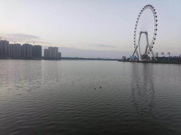 《雙棲雙飛水中鳥》