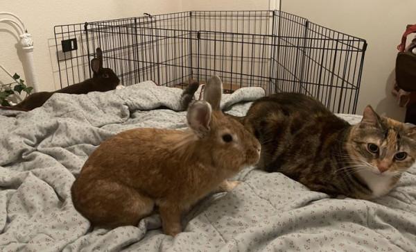 動物之間的友誼,本該共度一生 動物之間的友誼,本該共度一生