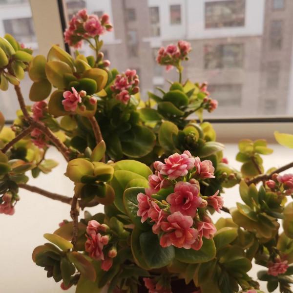 好看的長壽花今年爆盆了