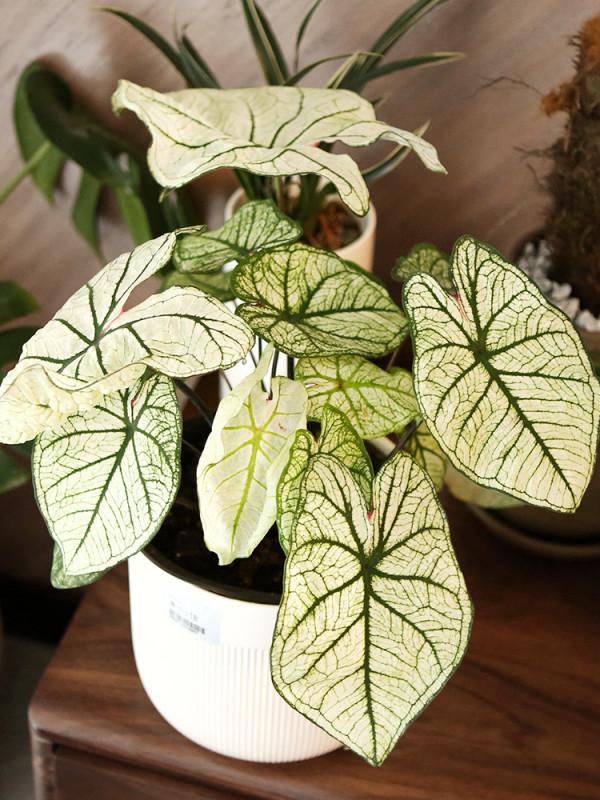 不能多曬的&OpenCurlyDoubleQuote;11種花&rdquo;，曬多了葉子就捲曲、發黃，越養越糟糕