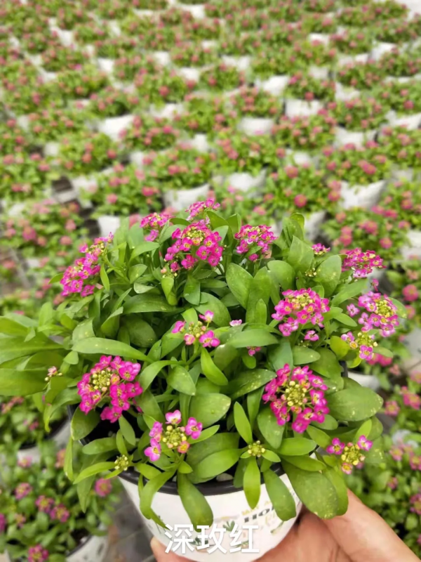 每年都搶著買的香雪球，種在花園裡引人駐足，流連忘返