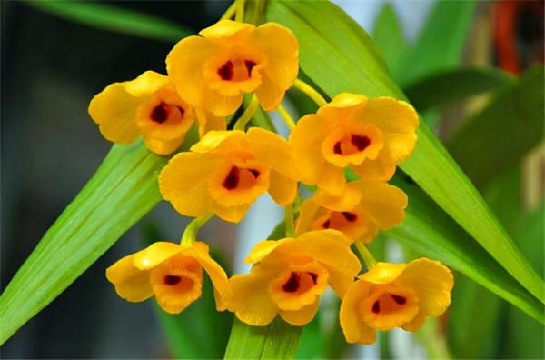 特養人的石斛花,家裡養一盆,滋陰潤肺效果好 特養人的石斛花,家裡養一盆,滋陰潤肺效果好