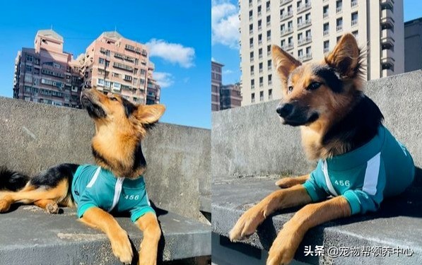 在家陪狗狗消耗體能，自己卻差點被撞飛，主人：就挺突然的...