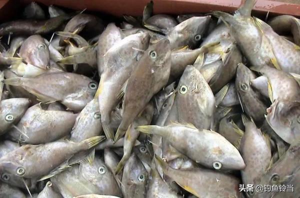 這種魚需要去頭和剝皮,以前根本沒人吃,現在卻是釣魚人的最愛 這種魚需要去頭和剝皮,以前根本沒人吃,現在卻是釣魚人的最愛