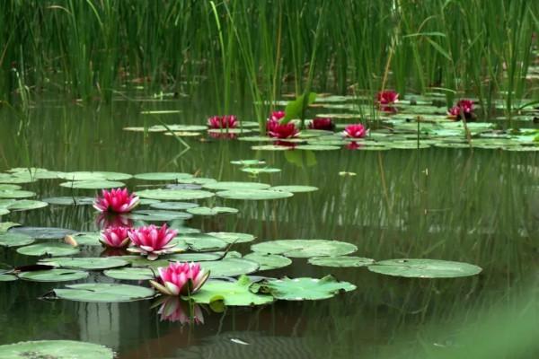 《在樹林裡》有些事帶有年輕的屬性，別給自己留下遺憾