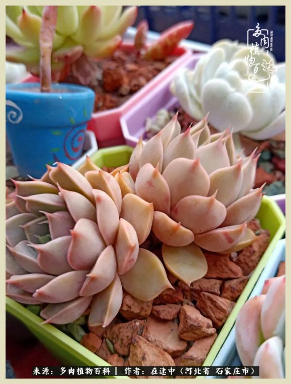 落葉知秋,願你安好 落葉知秋,願你安好