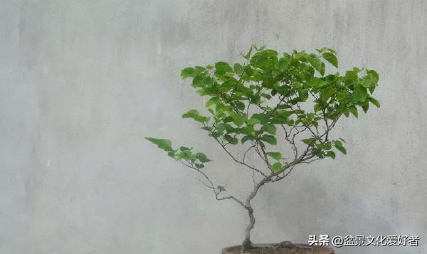 &quot;以根代杆&quot;和&quot;以杆代根&quot;的技法