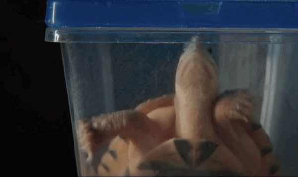 零片酬的林家棟這次“殺瘋了”，香港電影要靠他“熬下去！”