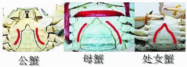 買海鮮究竟有哪些技巧，如何挑選新鮮的海鮮？如何區分優劣？