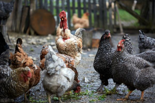 養雞1000只需投資多少?一千隻雞一年利潤多少? 養雞1000只需投資多少?一千隻雞一年利潤多少?