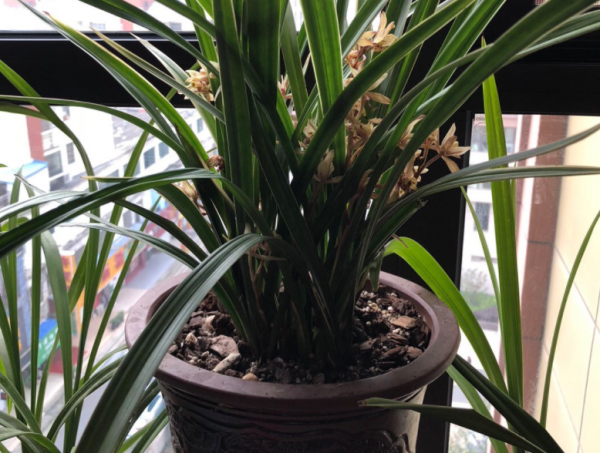 養蘭花，冬季就選黃金彩虹，開花美，香味濃郁，漂亮好活