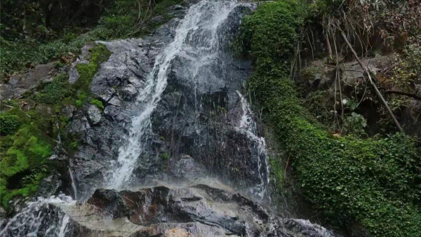 冰島五寨之一的糯伍古茶,五寨中價效比高又是實力派 冰島五寨之一的糯伍古茶,五寨中價效比高又是實力派