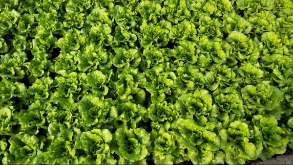 種植生菜，直播和育苗移栽有區別，選對了，產量才能提高