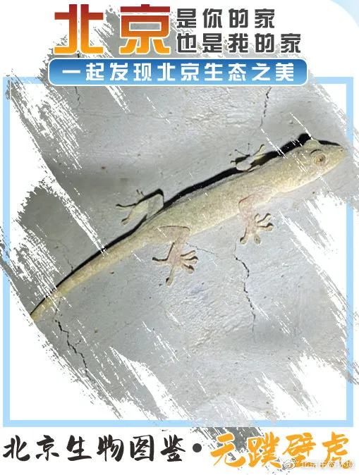 北京生物圖鑑 &vert; 無蹼壁虎