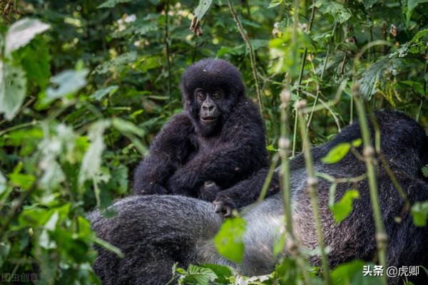 最成功的大猩猩王11歲生子，兒子奪取王位後，如何面對自己母親？