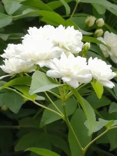 淡雅芬芳木香花