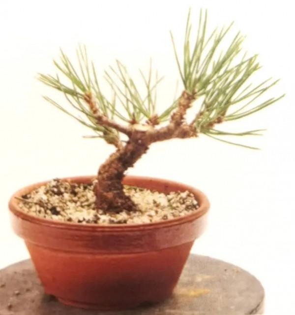 新手竟敢對黑松下手，18個月替它“逆天改命”，玩出盆景造型