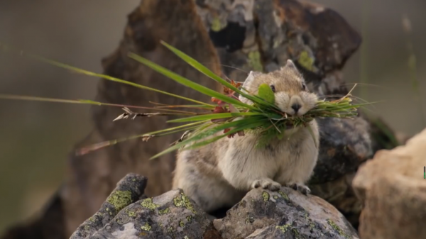 12億高原鼠兔氾濫，草原已經瑟瑟發抖，專家卻說這是好事？