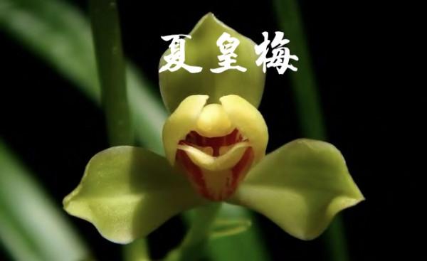 為什麼很多人養花養不活