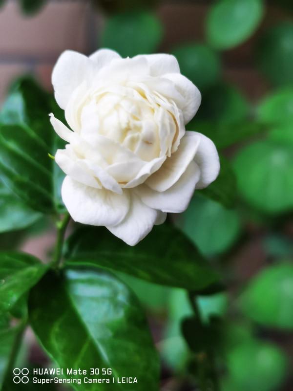 10種帶&OpenCurlyDoubleQuote;虎&rdquo;的花，虎年虎虎生風，認識的人真不多